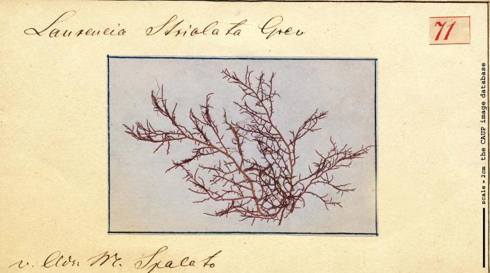 Laurencia striolata_71.jpg